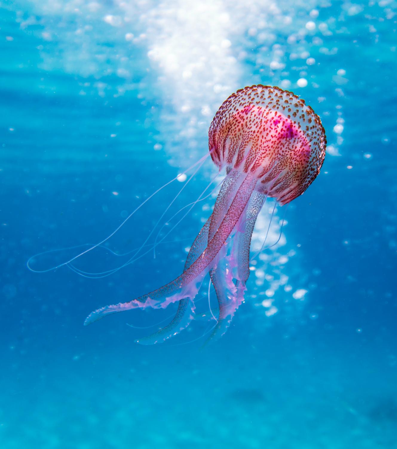 Book Review The Thing About Jellyfish The Chieftain