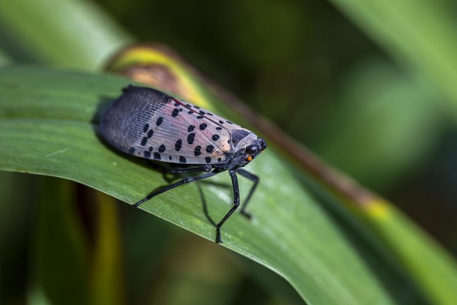A photograph of a Spotted Lantern Fly