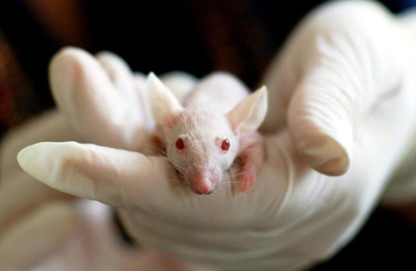 Animal Testing - Is it Justifiable?